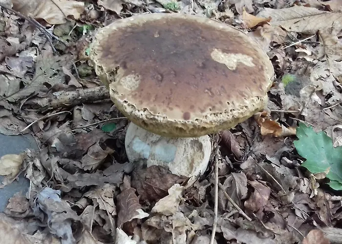 Clos A Malypense Chez Mr Montamat Alloggio in famiglia Galan