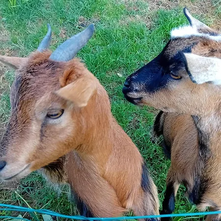 Clos A Malypense Chez Mr Montamat